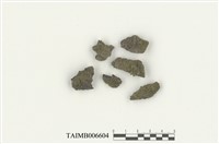 藏品(細鱗蘚屬)的圖片